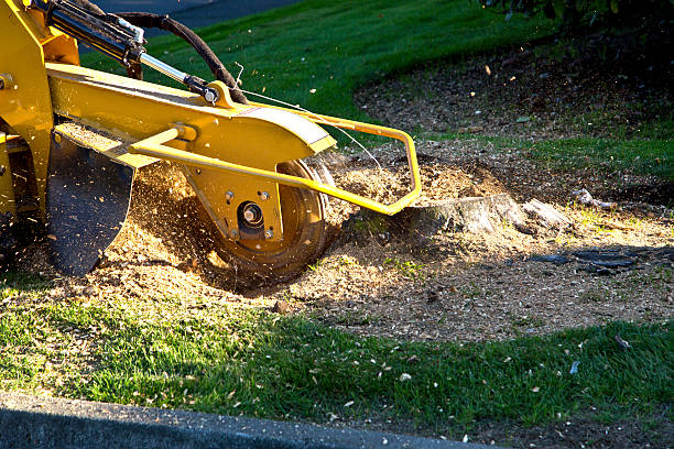 Best Hedge Trimming  in Beltsville, MD